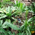 Die Hummel im Hintern 